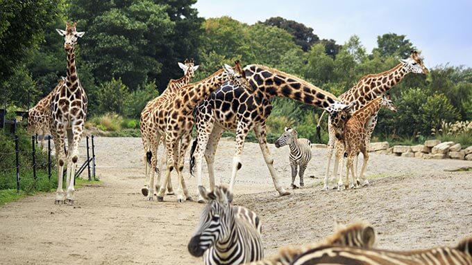 Giraffen und ein Zebra im Dublin Zoo
